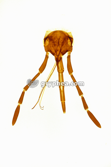 Tête d'insecte - type suceur - Pyrrhocoris x2,5 - gryphea.org